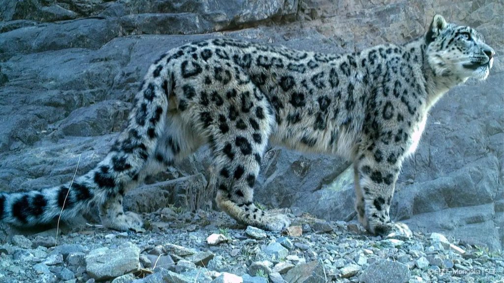 Snow Leopard