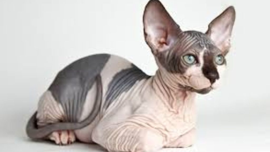 Sphynx cat