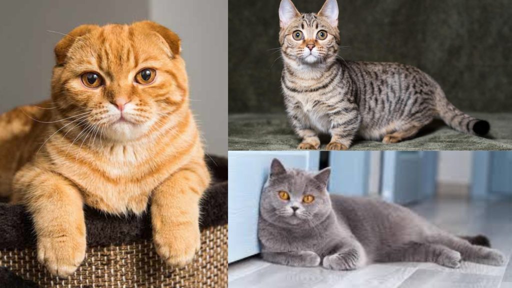 what is the cutest cat breed