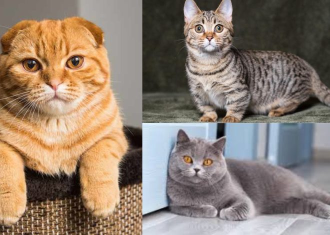 What is the cutest cat breed ?