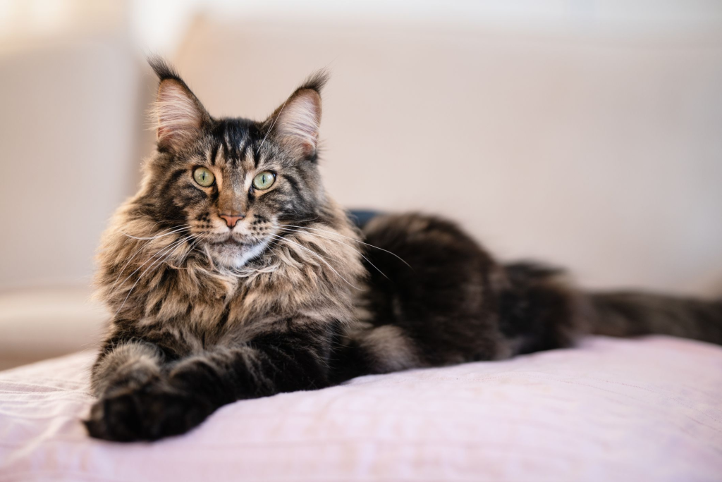 maine coon cat 2