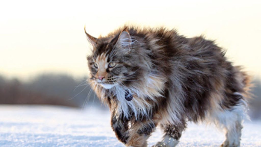 Maine Coon Cat