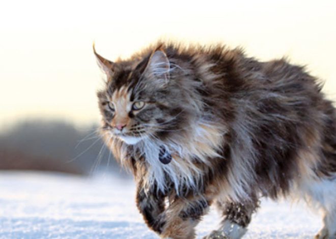 Important Facts About Maine Coon Cat