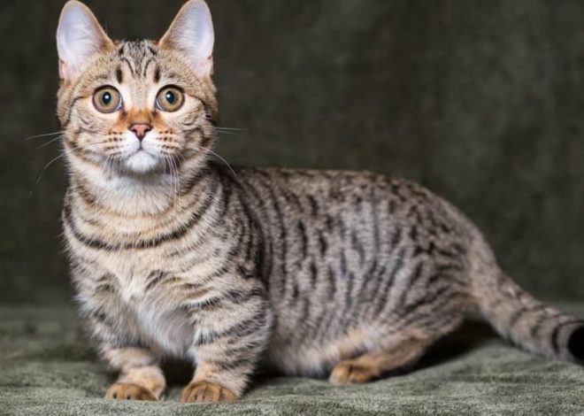 Munchkin cat