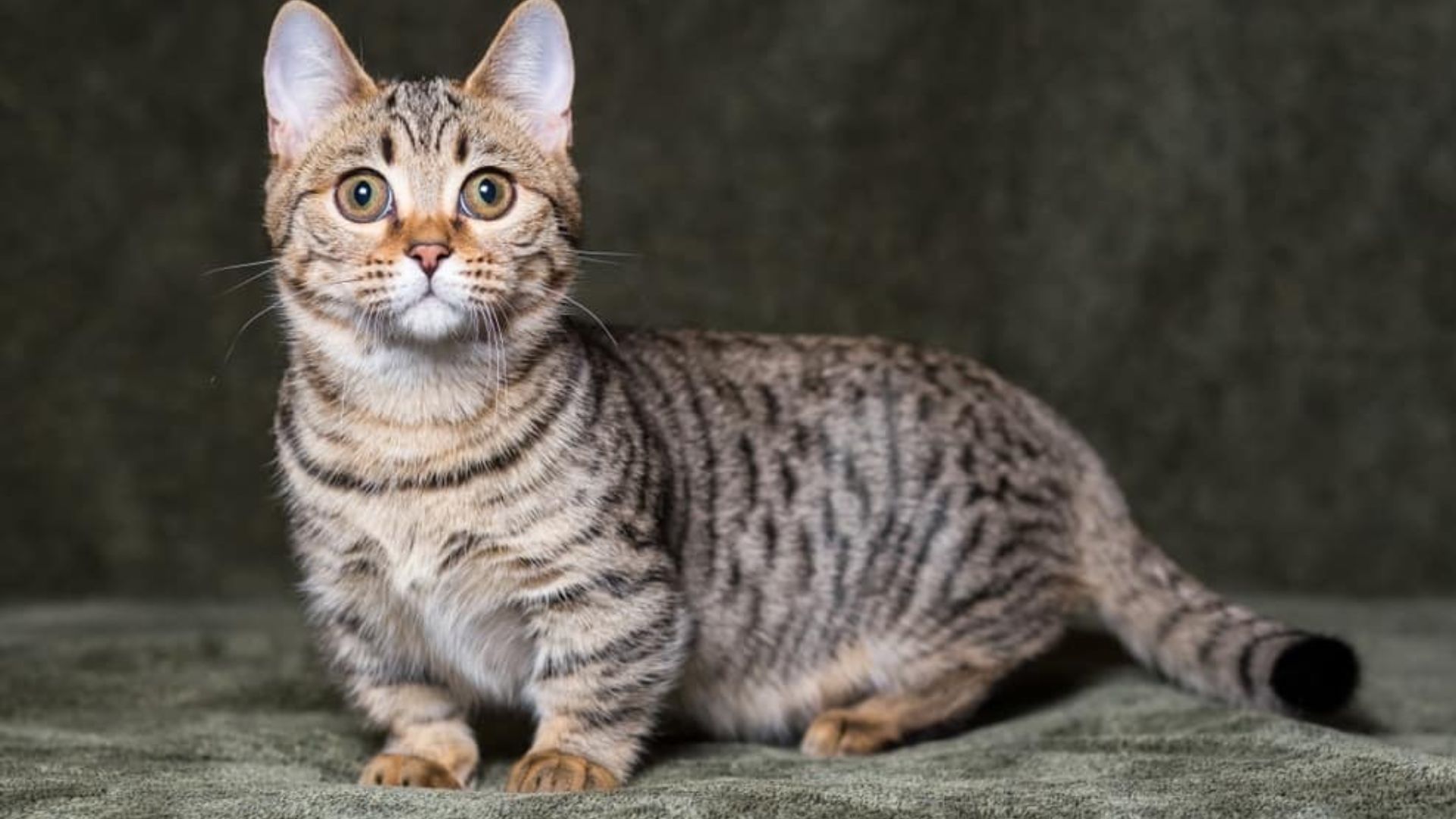 Munchkin cat