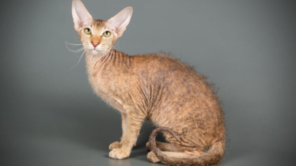 Peterbald cat