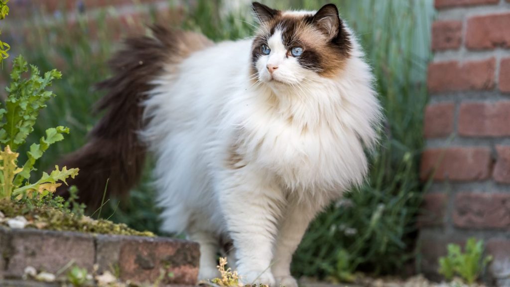 ragdoll cat