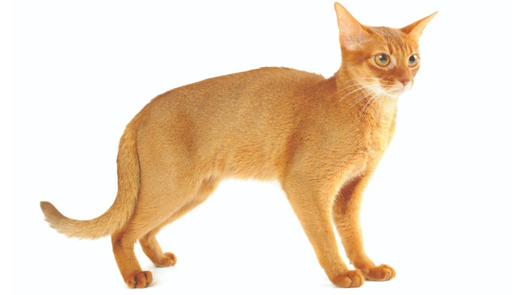 Abyssinian cat