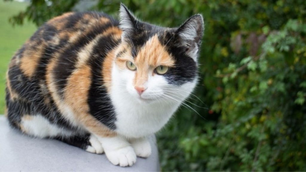 Calico cat