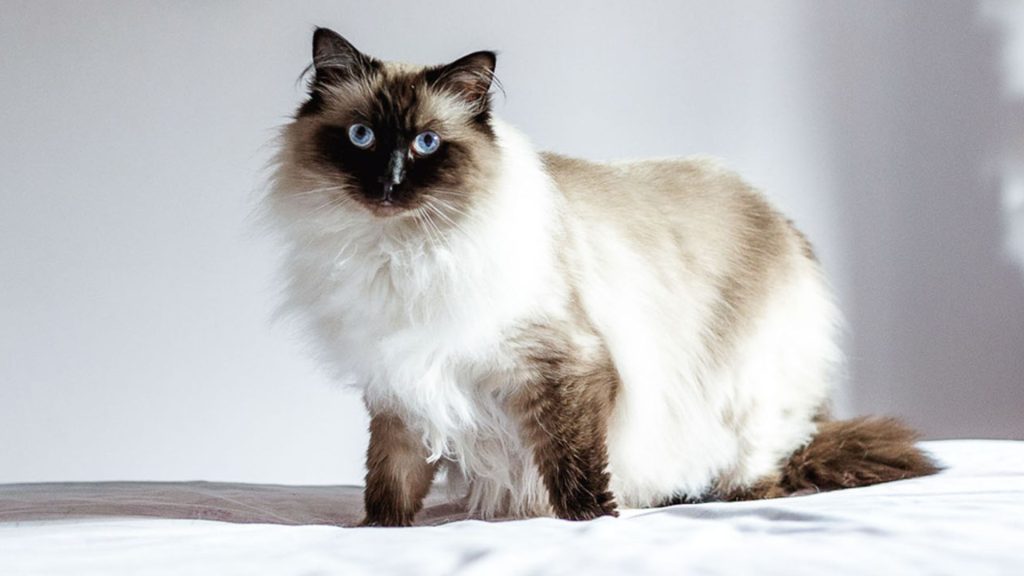 Himalayan cats