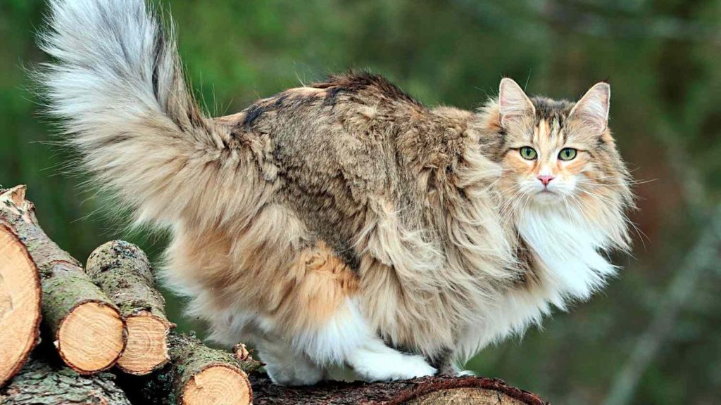 Norwegian forest cat