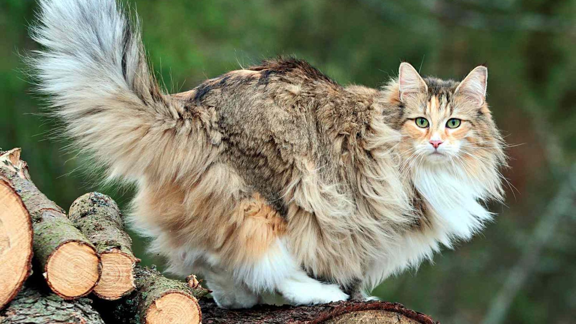 Norwegian Forest Cat