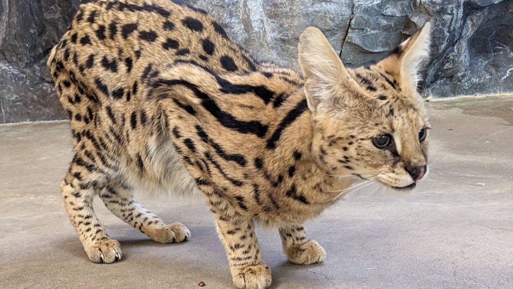 Serval cat