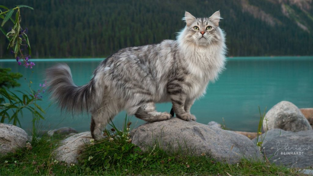 Siberian cat