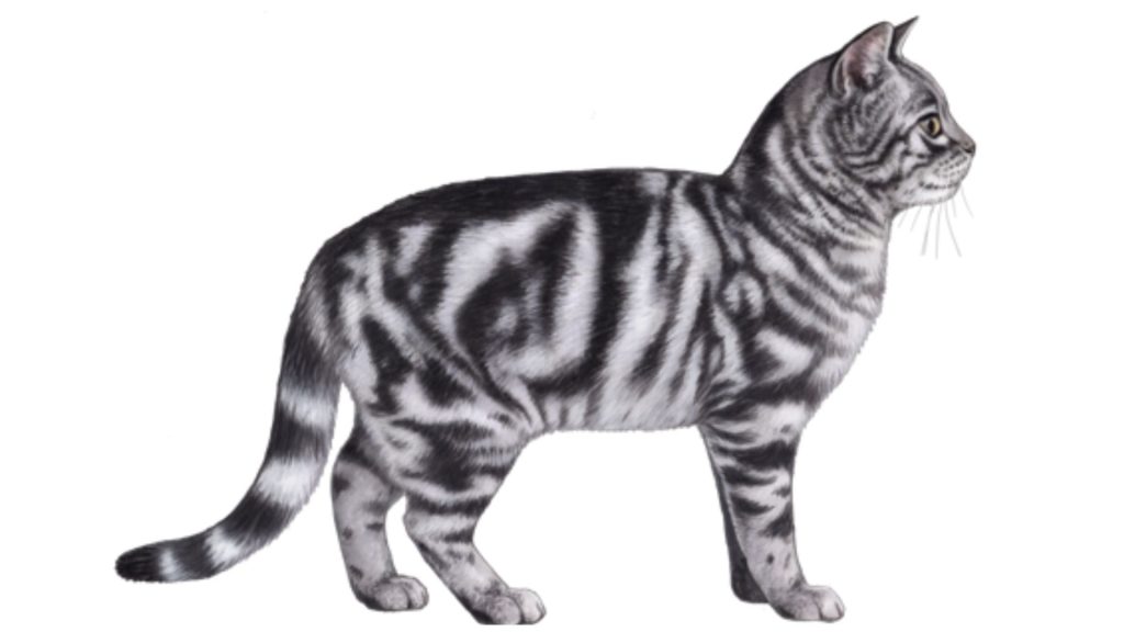 American shorthair cat