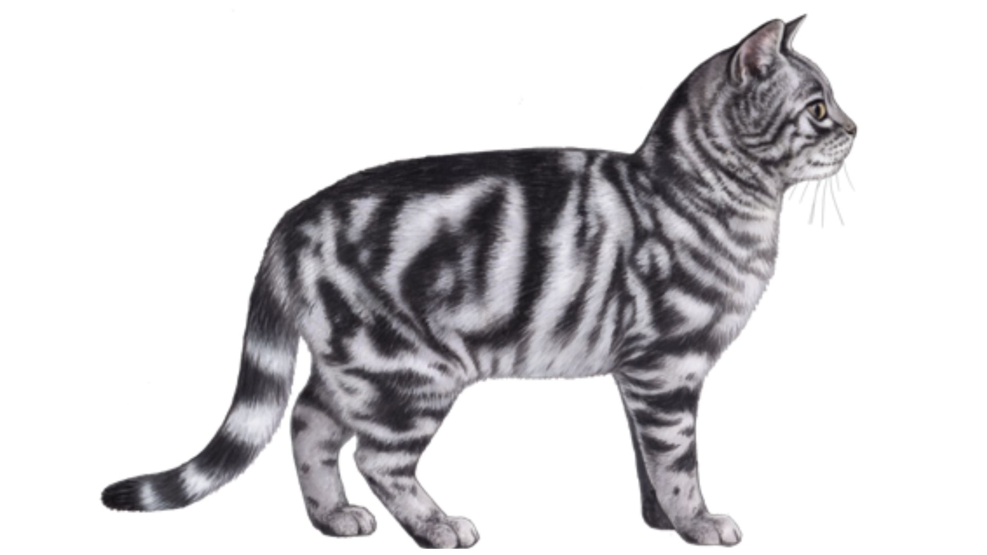 American Shorthair Cat