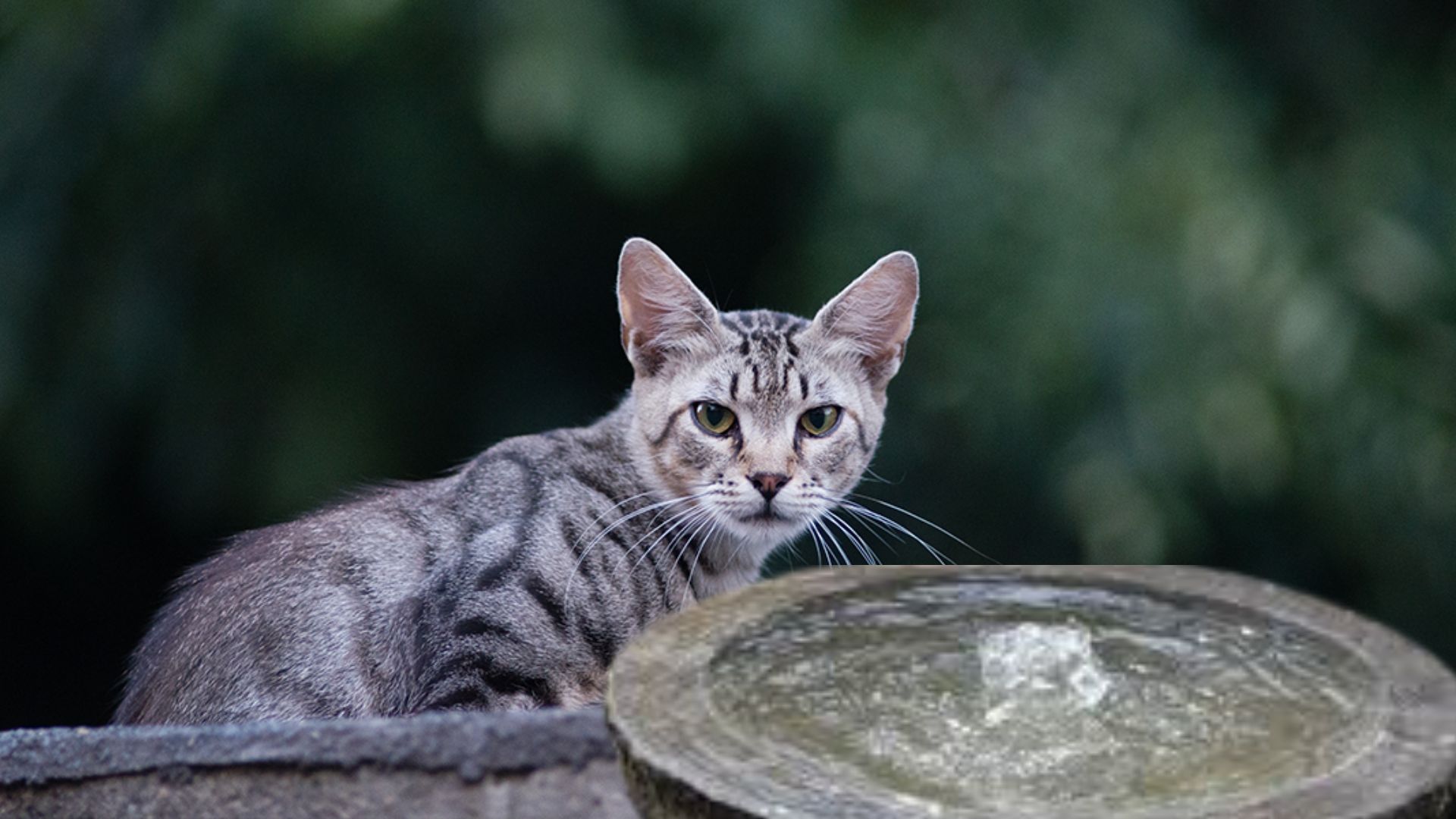 Why Do Cats Hate Water ?