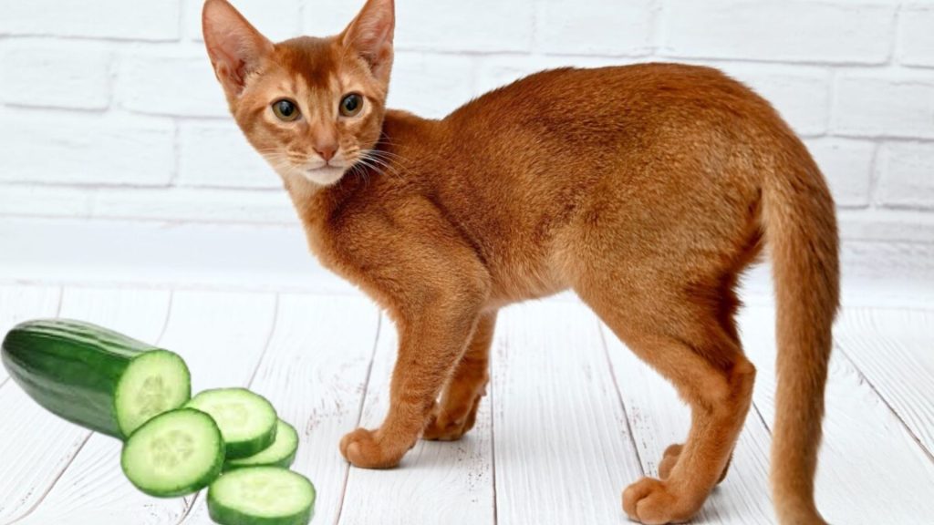 Why Are Cats Afraid of Cucumbers