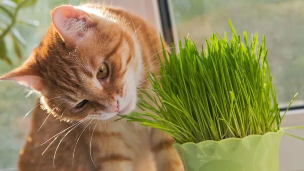 Why Do Cats Eat Grass