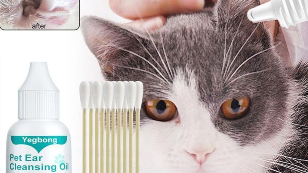 How to check for ear mites in cats