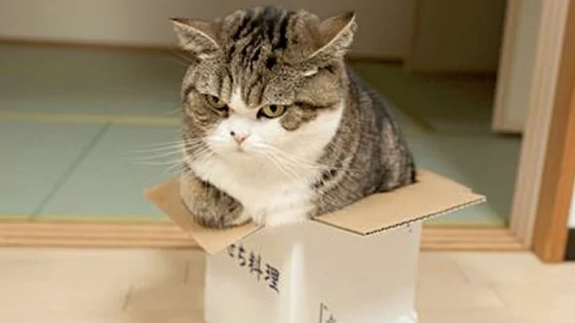 Why Do Cats Like Boxes ?