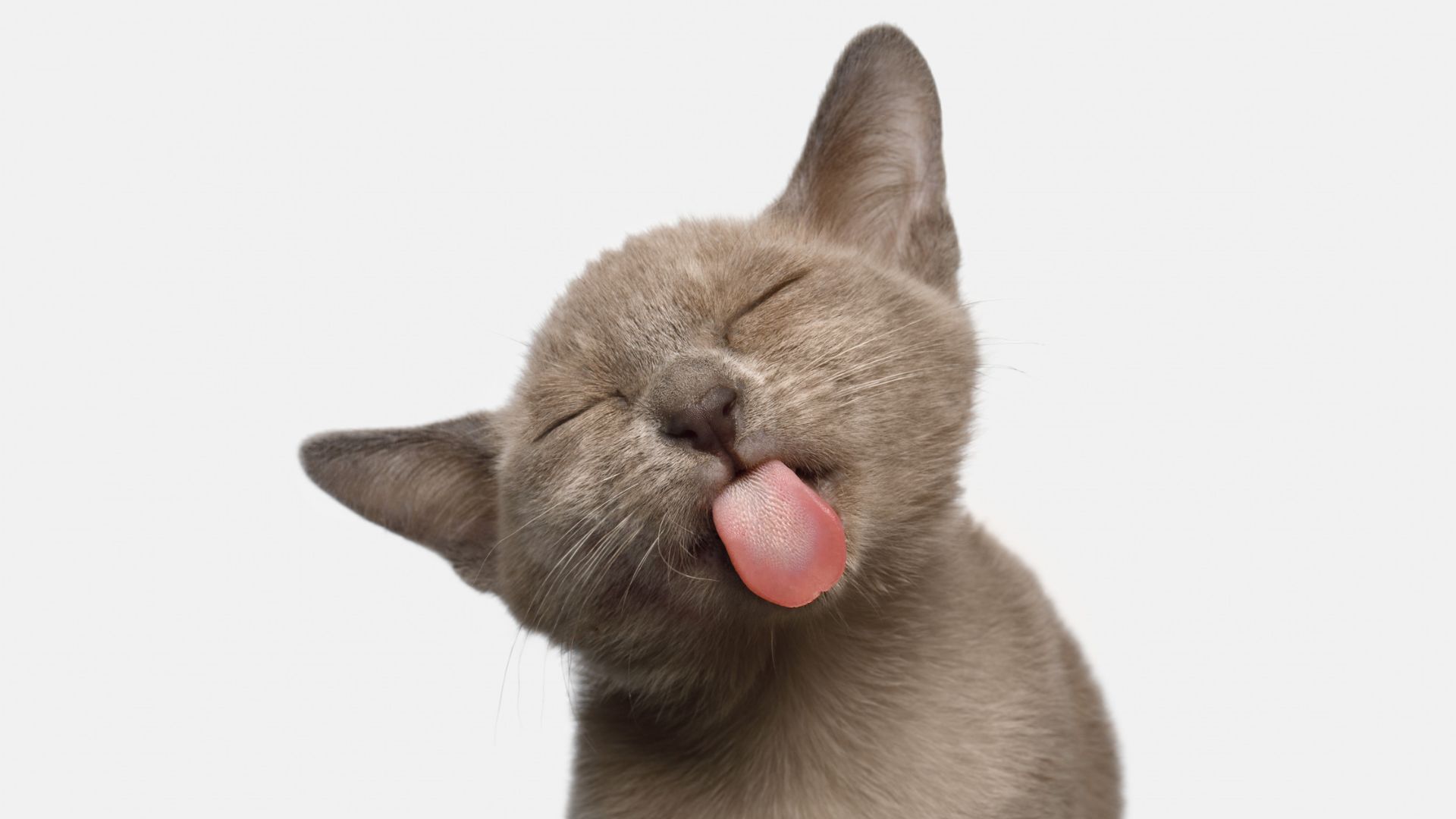 Why Do Cats Lick You ? 