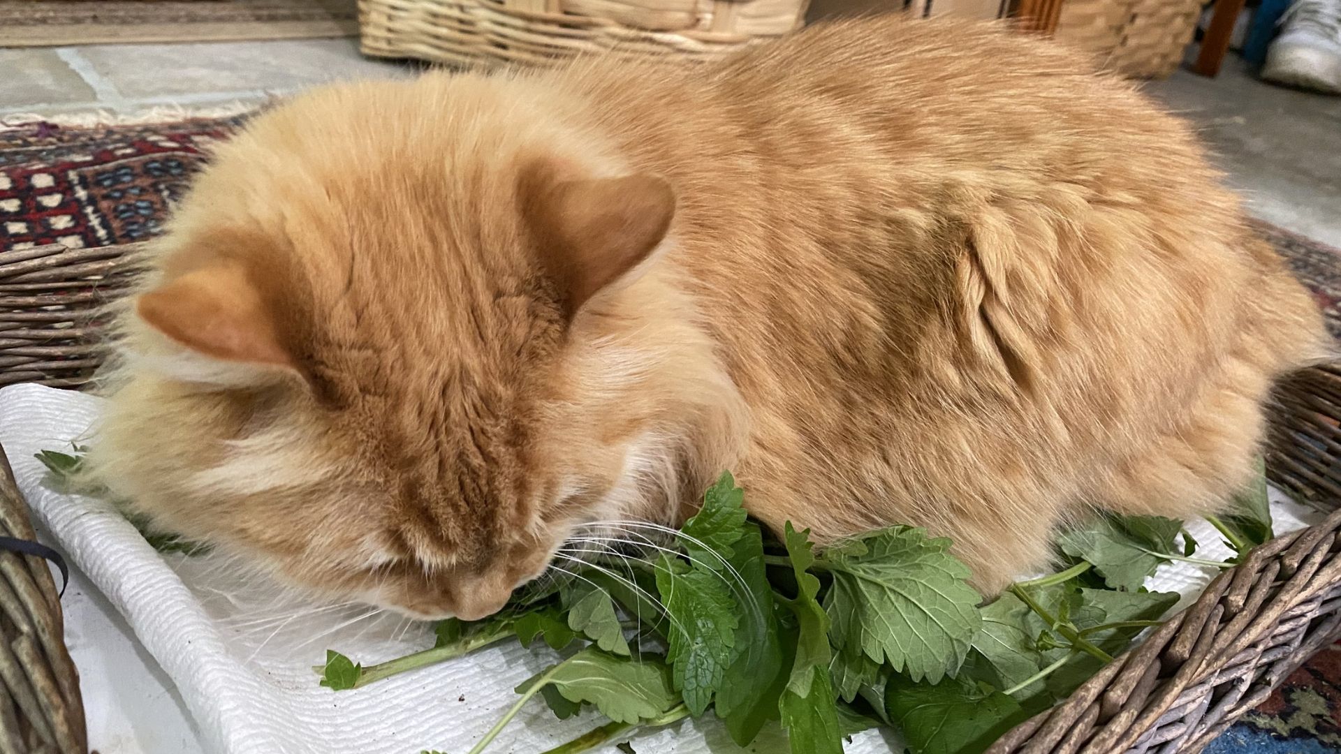 What does catnip do to cats ?