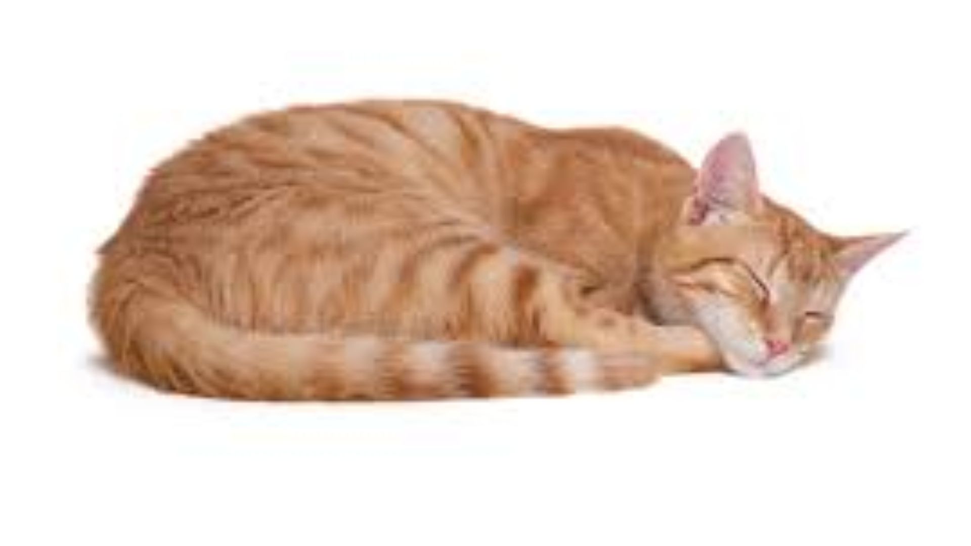 Why do cats sleep so much ?