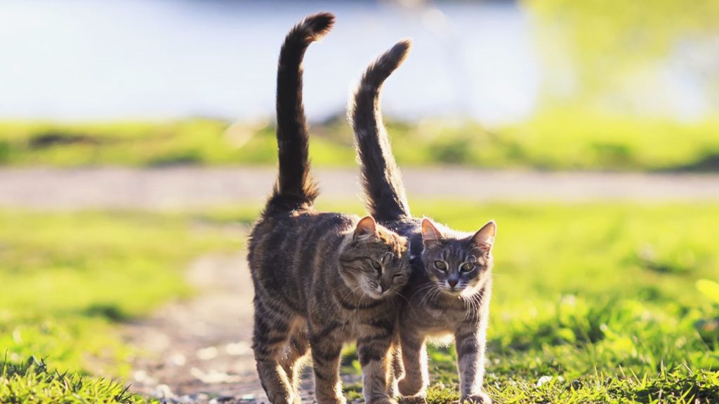 Why do cats wag their tails