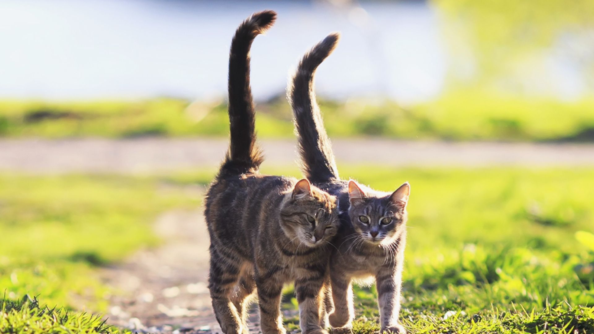 Why do cats wag their tails ?