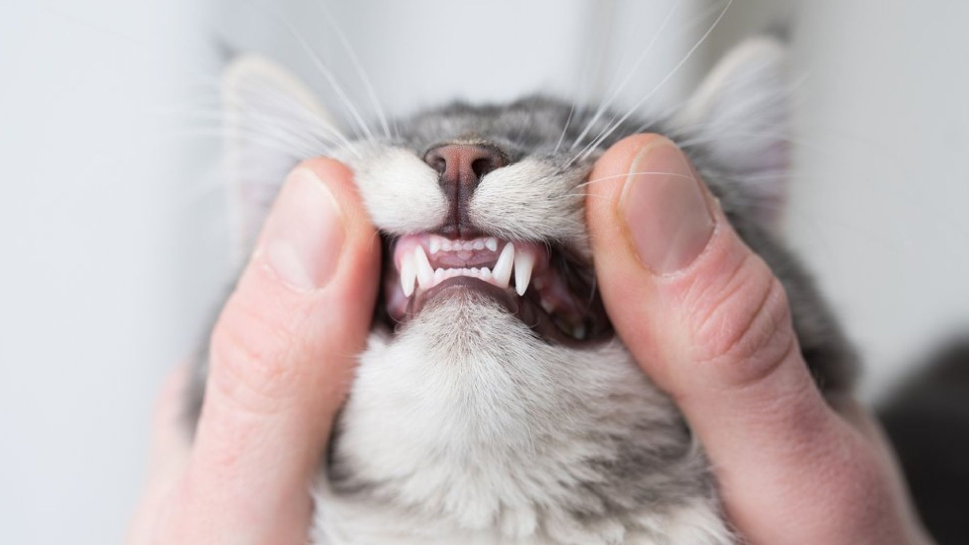 How Many Teeth Do Cats Have