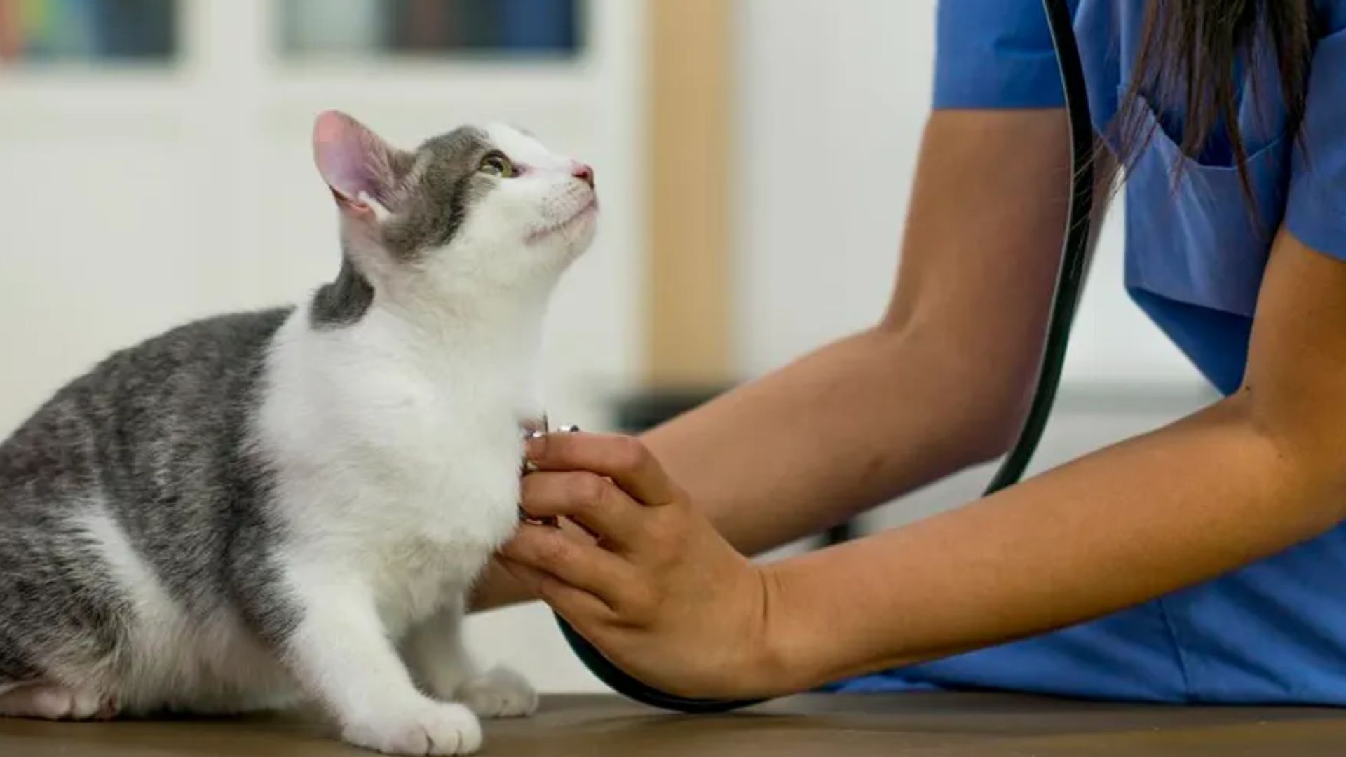 What is Feline Leukemia Virus ?