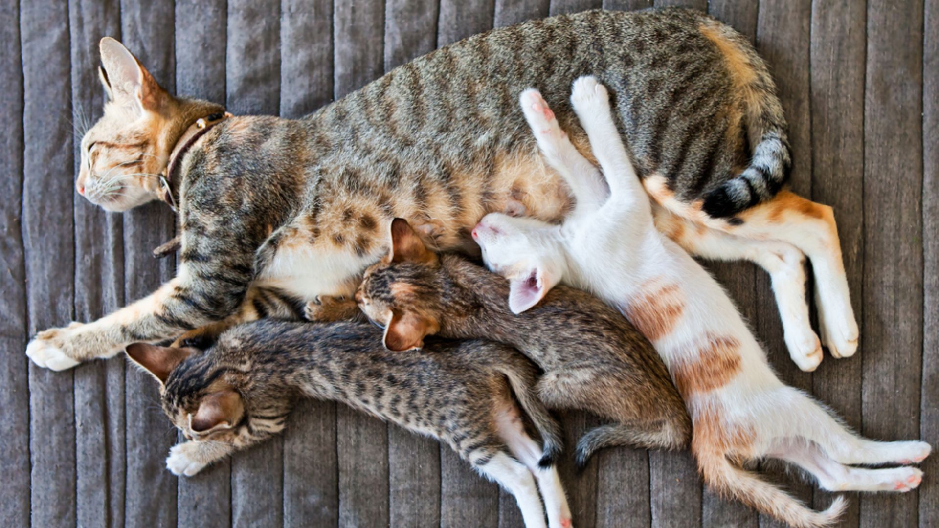 What causes eclampsia in cats ?