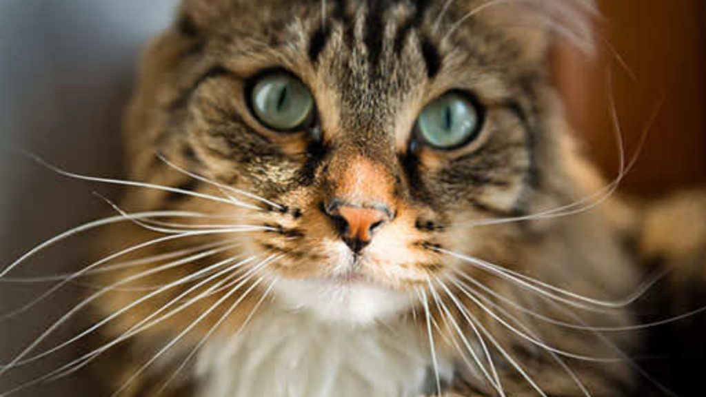 How to check for ear mites in cats