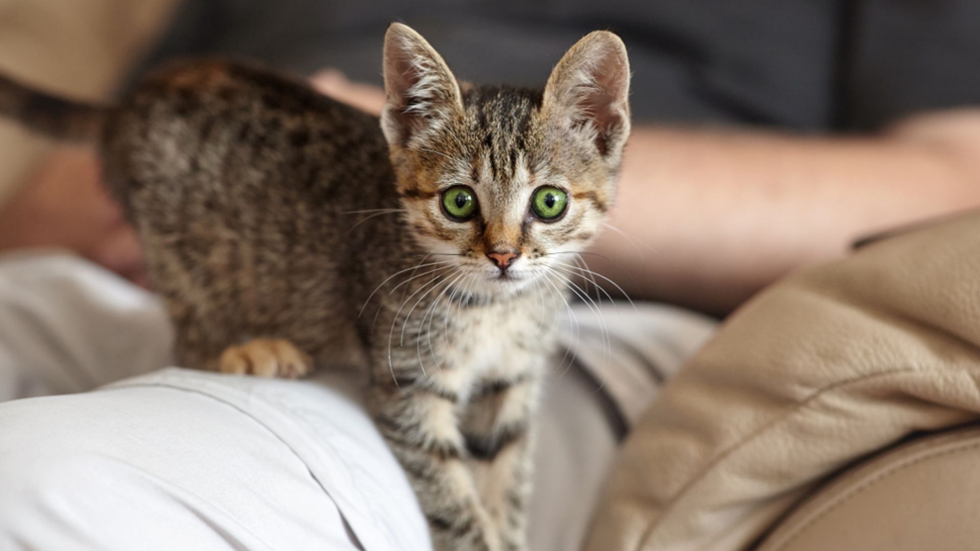 How do cats use their ears to communicate ?