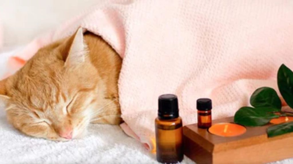 What essential oils are safe for cats