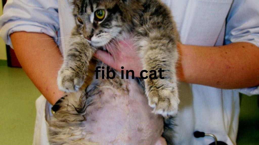 What is fip in cats