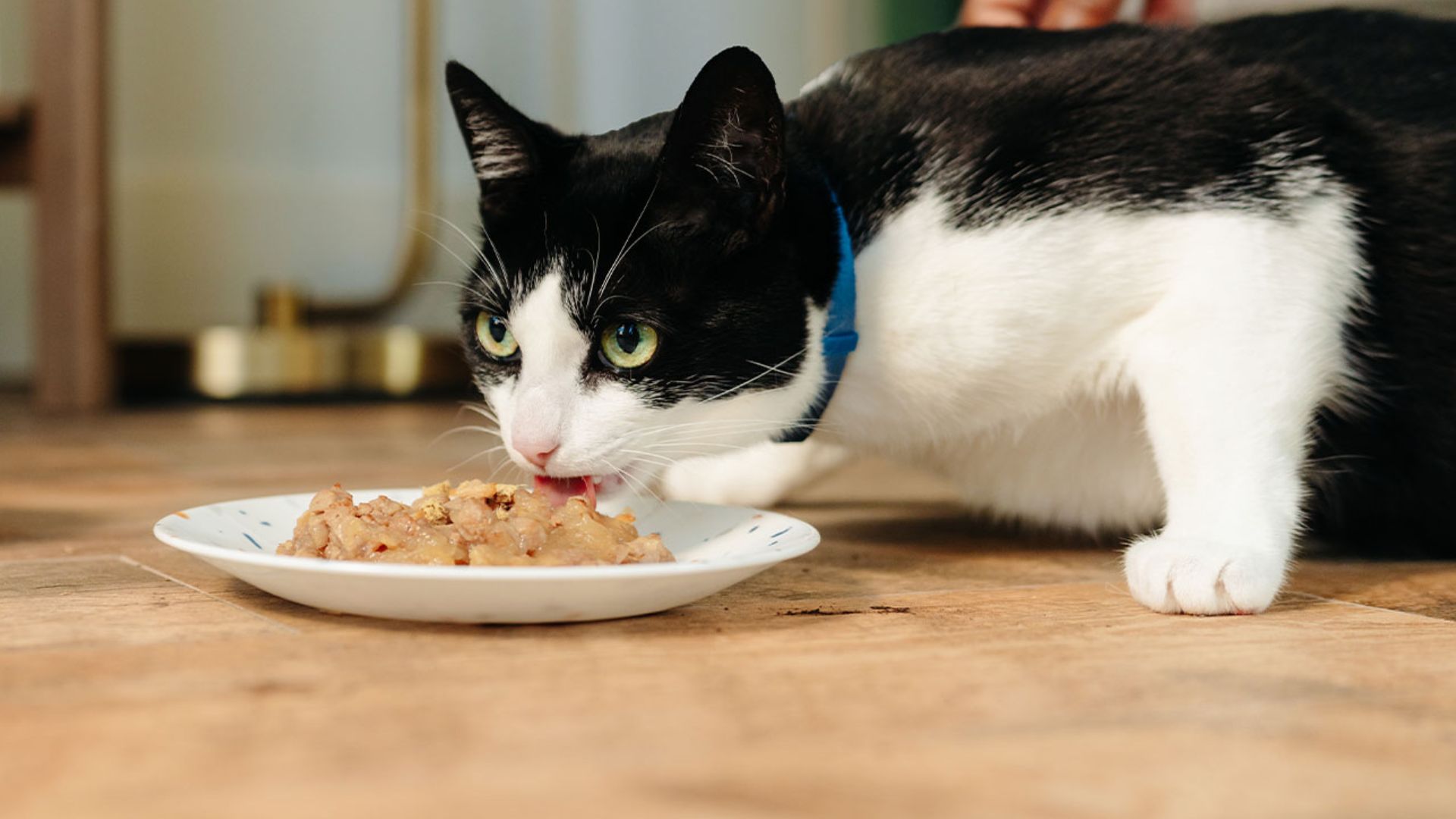 Homemade cat food recipes