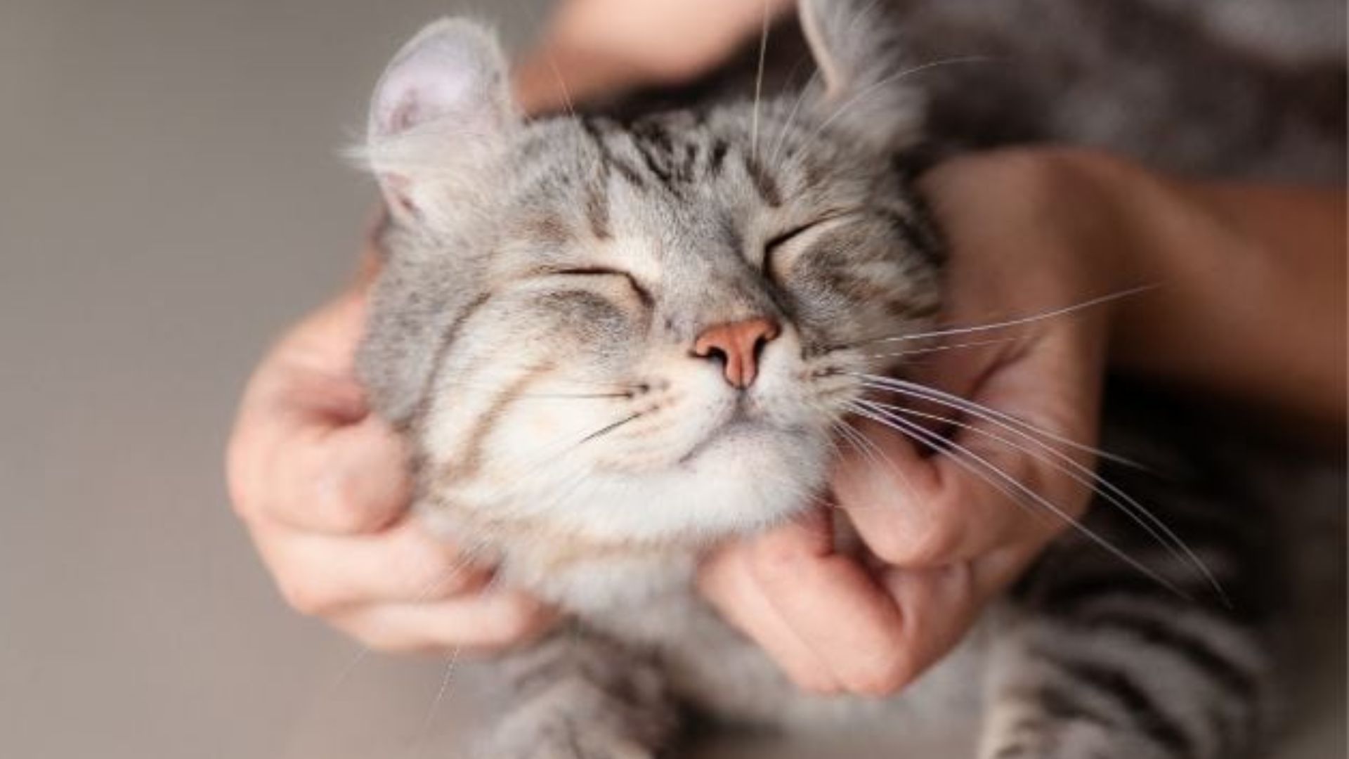 Why do cats purr ?