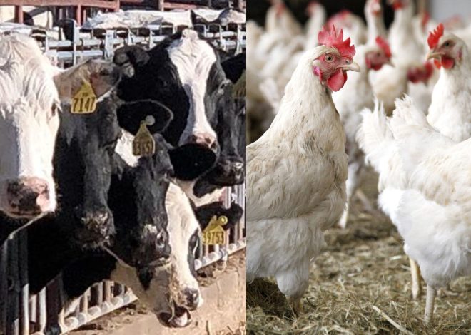 Outbreak of Highly Pathogenic Avian Influenza in Colorado