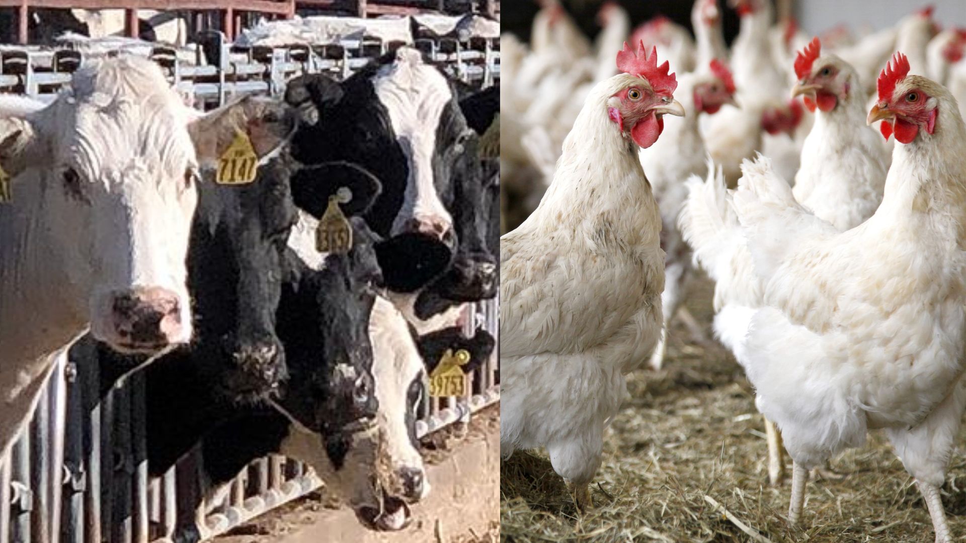 Outbreak of Highly Pathogenic Avian Influenza in Colorado