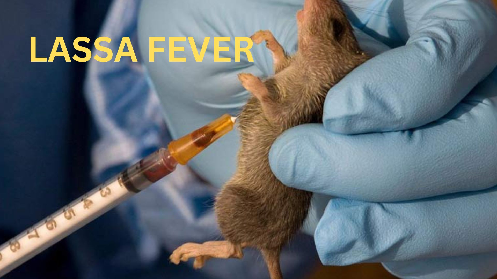 Lassa Fever: Causes, Symptoms, Prevention, and Treatment