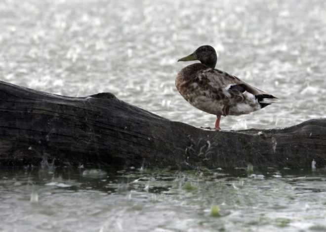 Why do ducks stand in the rain?