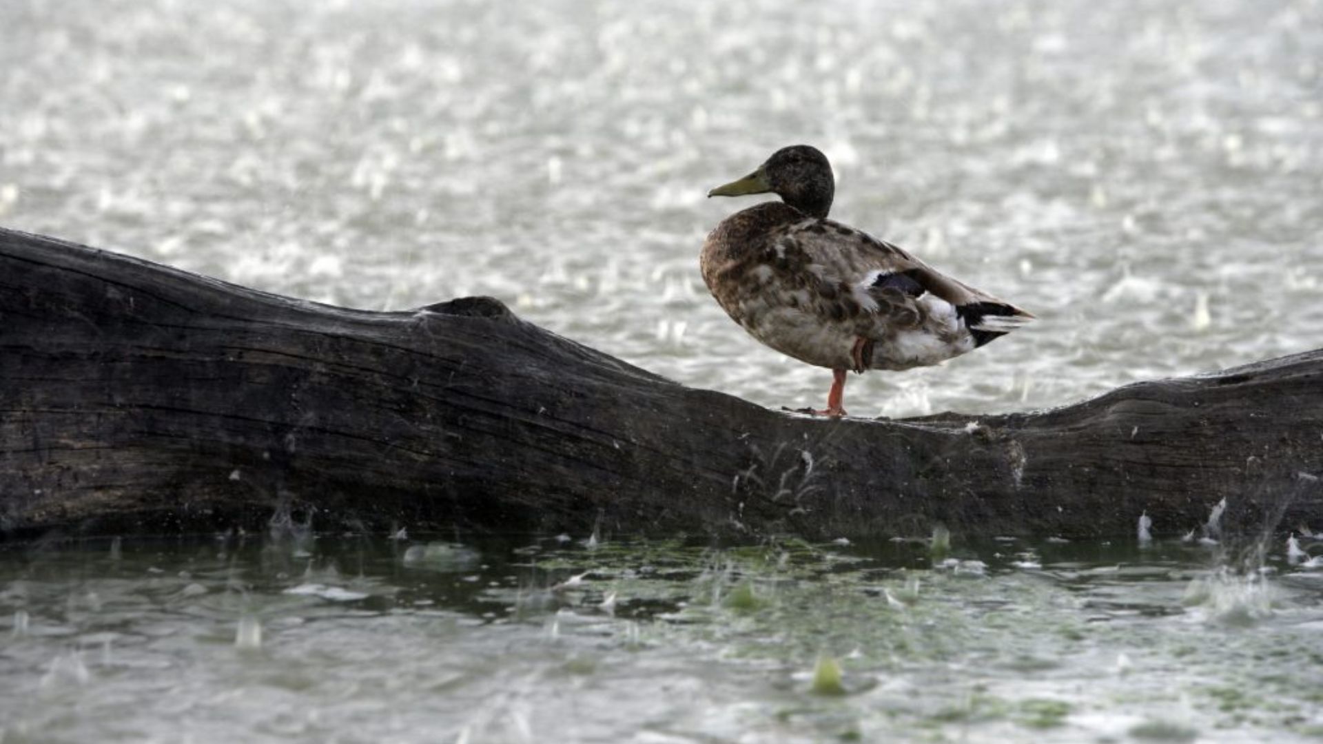 Why do ducks stand in the rain?