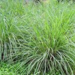 Citronella Grass for Mosquitoes