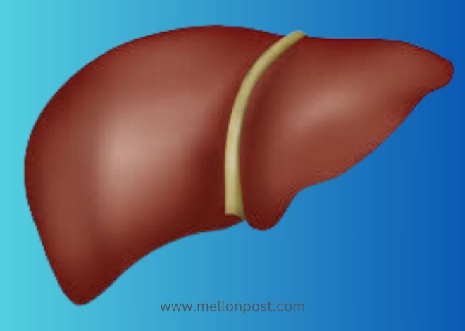 How The Liver Can Protect You From Cancer