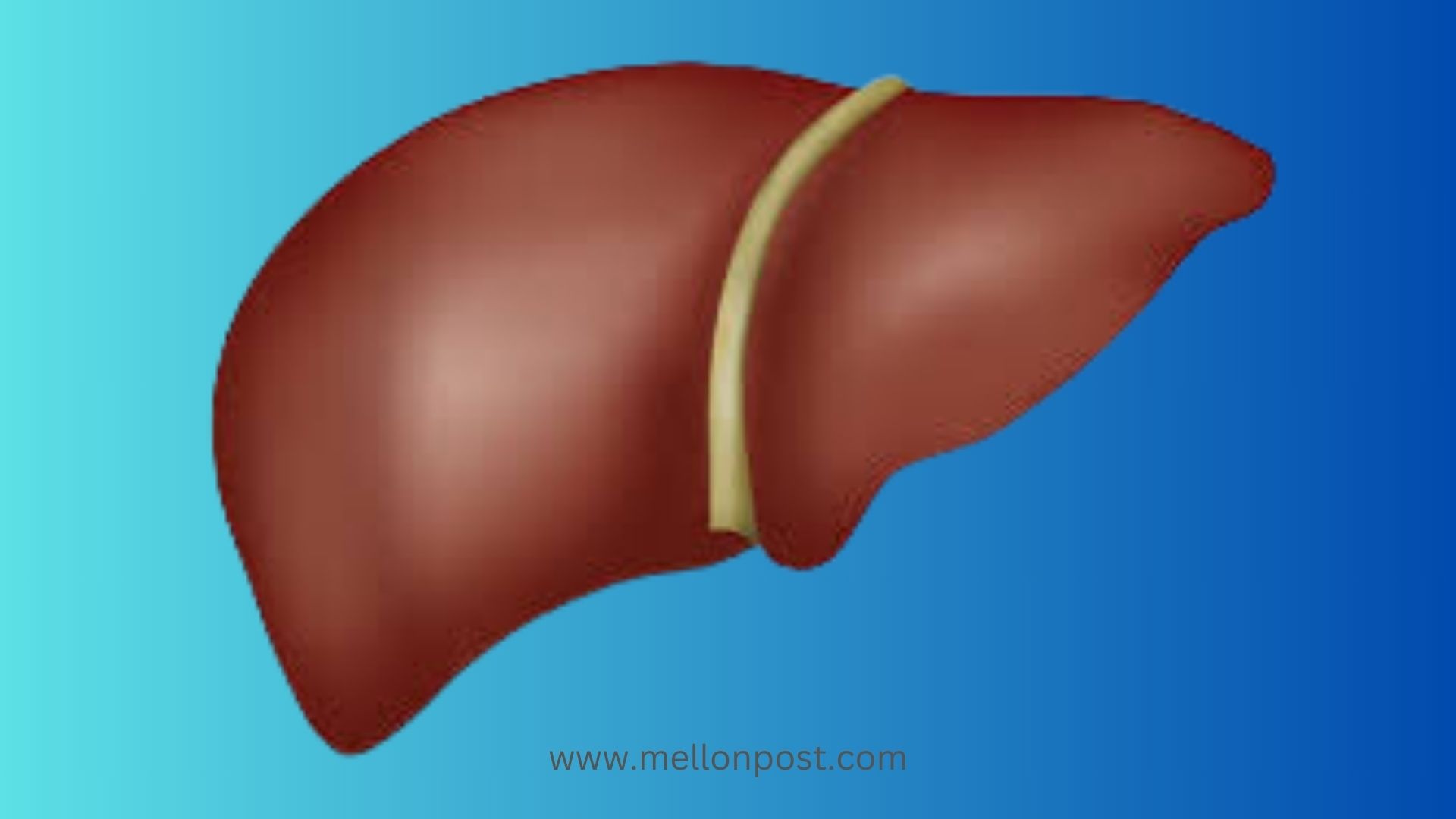 How The Liver Can Protect You From Cancer