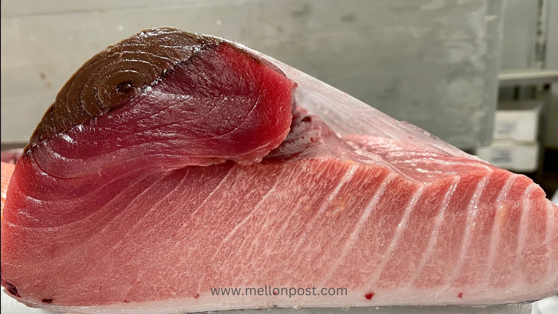 Why Dark Tuna Meat Has Less Commercially Value